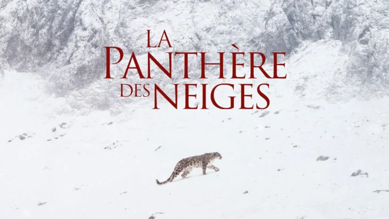 La panthère des neiges