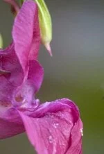La vérité sur les envahisseurs