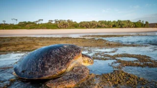 Poilão, l'île sanctuaire de Guinée-Bissau