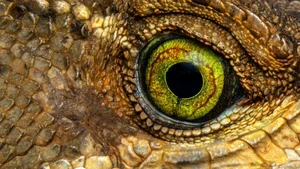 Traqueur de serpents (Sur la terre des vipères) S1 (4/4)