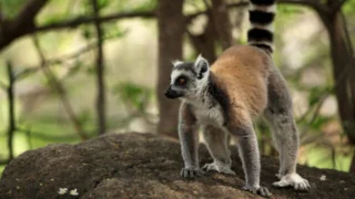 Madagascar, l'île rouge