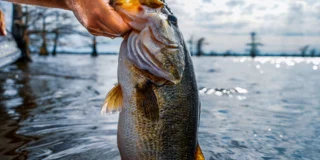 Roadfish: pêche et aventures