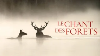 Le Chant des forêts