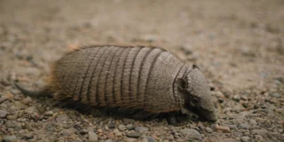 Défense de nourrir les animaux