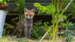 La vie secrète des jardins britanniques