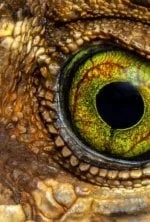 Traqueur de serpents