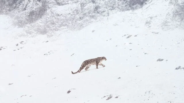La panthère des neiges