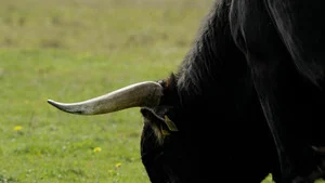 Dé-extinction, un nouvel espoir ?
