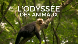L'odyssée des animaux