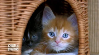 Chiots & chatons, 3 mois pour devenir grand