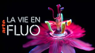 La vie en fluo : Briller pour s'unir