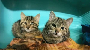 Animaux à adopter : nouvelle famille pour une nouvelle vie (Louna et Ibiza les destins liés ; Tic et Tac les 2 chiots en famille relais) S9 (n°109)
