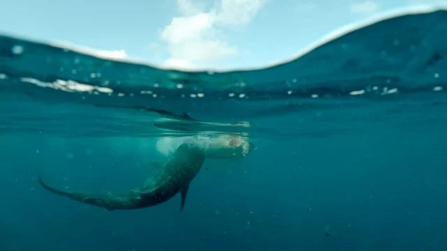 Shark battleground