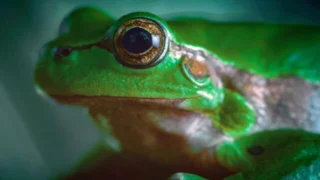 La fabuleuse aventure des amphibiens
