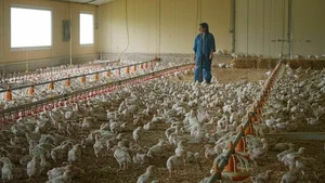 Poulet mania