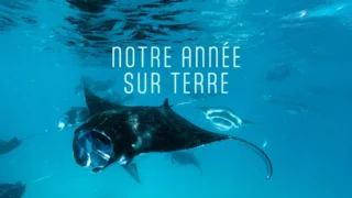 Une année sur Terre