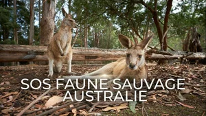 SOS faune sauvage - Australie (Wallabies en danger) S1 (5/6)