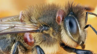 Apiculture : un parasite menace les ruches