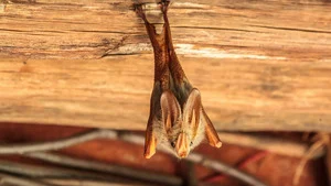 Mission Lavia : le mystère des chauves-souris d'Afrique