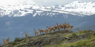 Espèces en voie d'adaptation