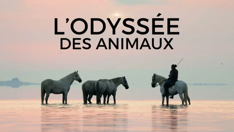 L'odyssée des animaux