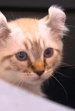 La vie secrète des chats