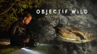 Objectif Wild