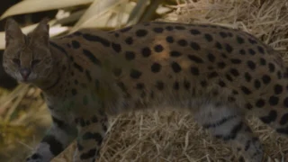Chats et chiens sauvages