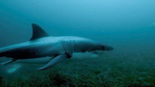 Shark battleground