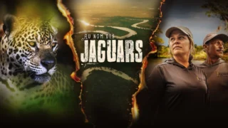 Au nom des jaguars