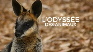 L'odyssée des animaux
