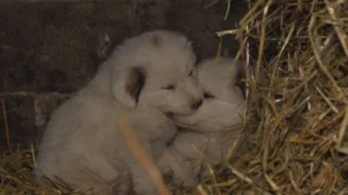 Chiots & chatons, 3 mois pour devenir grand